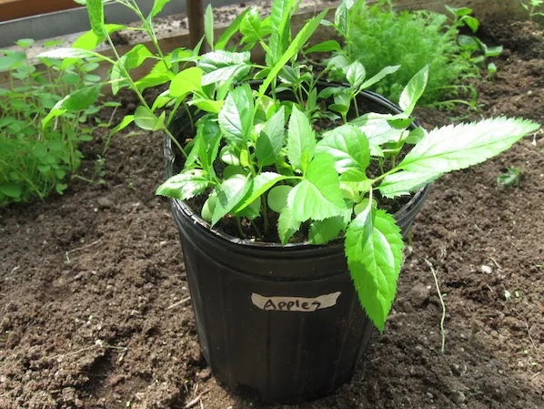 75. Opo Apple Seedling 苹果形蒲瓜苗