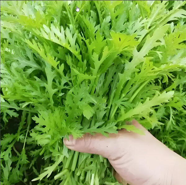 31. Tong Ho Seedling 茼蒿苗