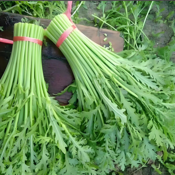 31. Tong Ho Seedling 茼蒿苗