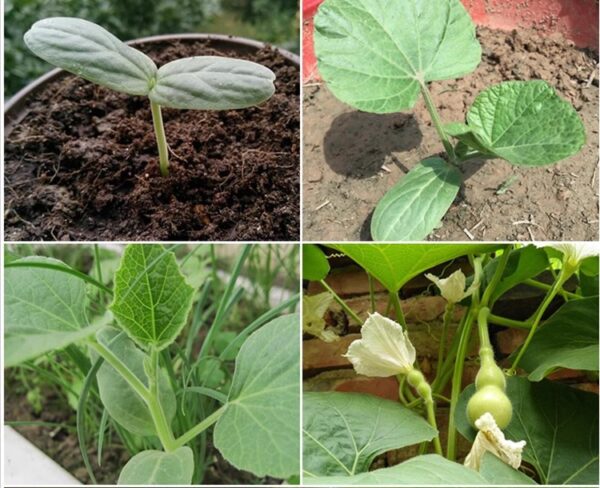 73. Gourd  Seedling 葫芦瓜苗