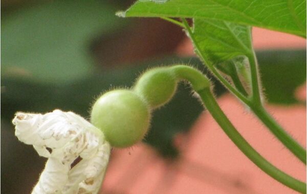 73. Gourd  Seedling 葫芦瓜苗