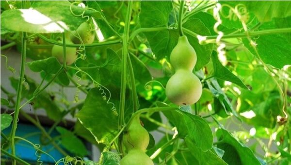 73. Gourd  Seedling 葫芦瓜苗