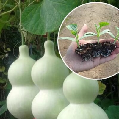 hover-73-gourd-%e8%91%ab%e8%8a%a6%e7%93%9c
