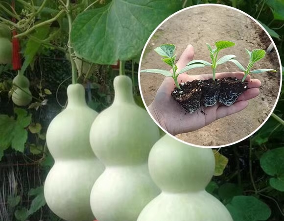 73. Gourd  Seedling 葫芦瓜苗