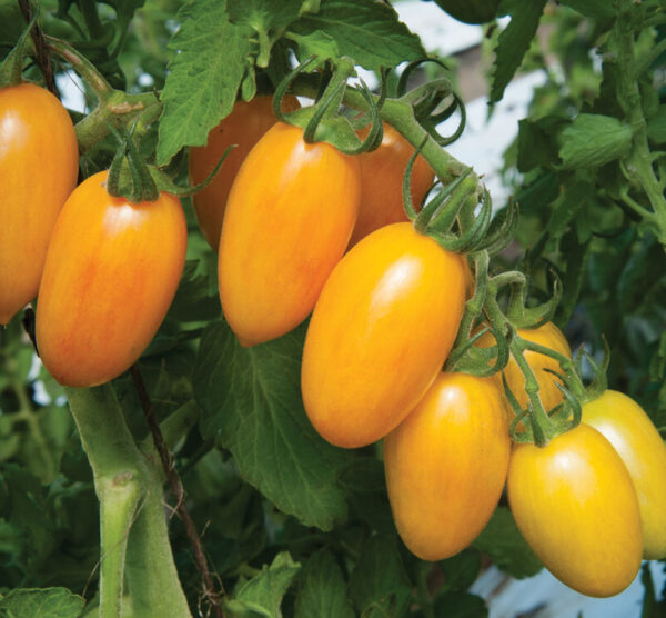 36. Blush Tiger(yellow) Tomato Seedling 虎皮黄色番茄苗