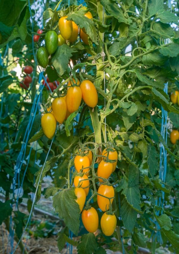36. Blush Tiger(yellow) Tomato Seedling 虎皮黄色番茄苗