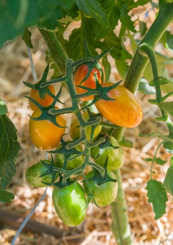 36. Blush Tiger(yellow) Tomato Seedling 虎皮黄色番茄苗