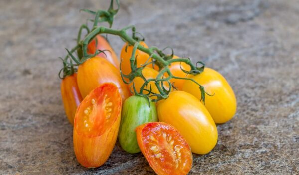 36. Blush Tiger(yellow) Tomato Seedling 虎皮黄色番茄苗