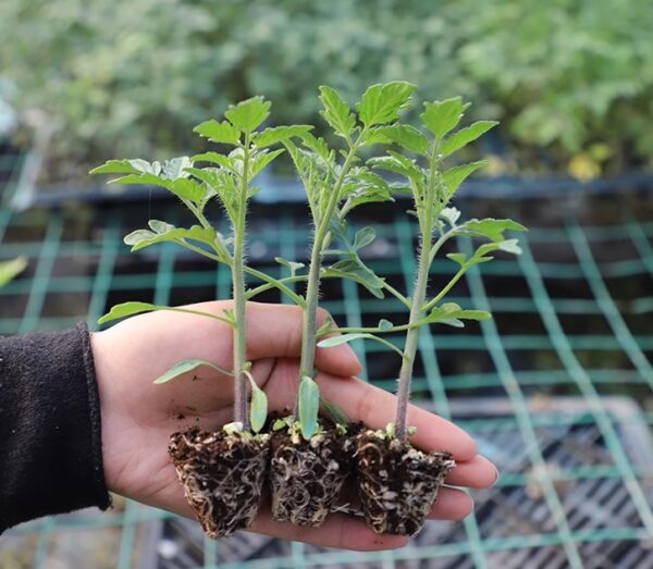 36. Blush Tiger(yellow) Tomato Seedling 虎皮黄色番茄苗