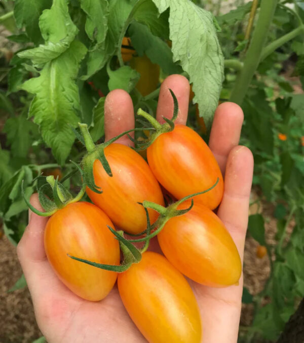 36. Blush Tiger(yellow) Tomato Seedling 虎皮黄色番茄苗