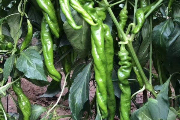62. Screw Chili Pepper Seedling 螺丝椒苗