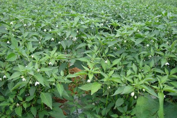 62. Screw Chili Pepper Seedling 螺丝椒苗