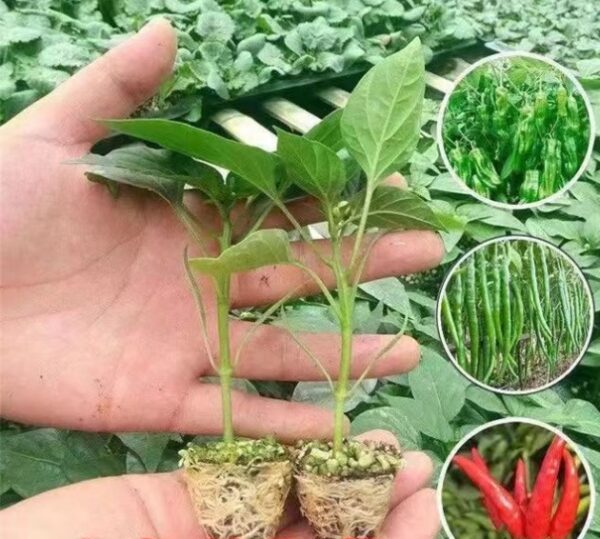 62. Screw Chili Pepper Seedling 螺丝椒苗