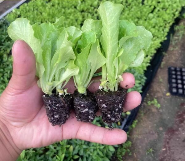 20. Mighty Joe Lactuca Seedling 西生菜苗