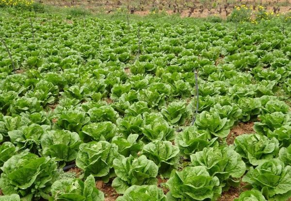 20. Mighty Joe Lactuca Seedling 西生菜苗