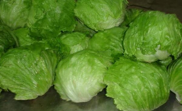 20. Mighty Joe Lactuca Seedling 西生菜苗