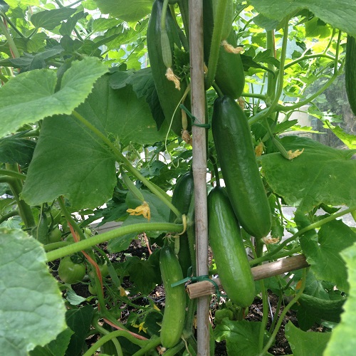 63. Mini Q Cucumber Seedling 迷你黄瓜苗