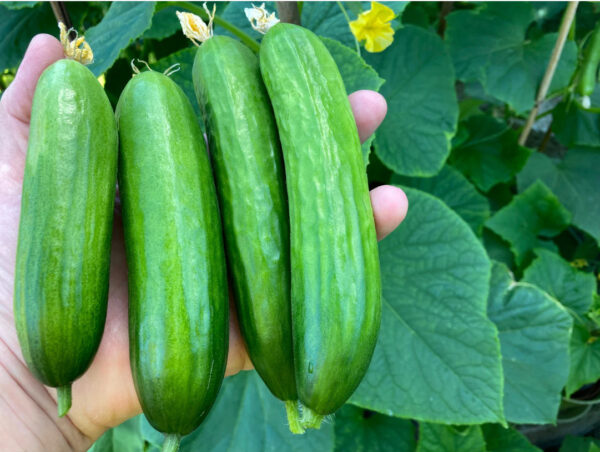 63. Mini Q Cucumber Seedling 迷你黄瓜苗