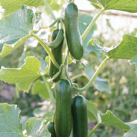 63. Mini Q Cucumber Seedling 迷你黄瓜苗