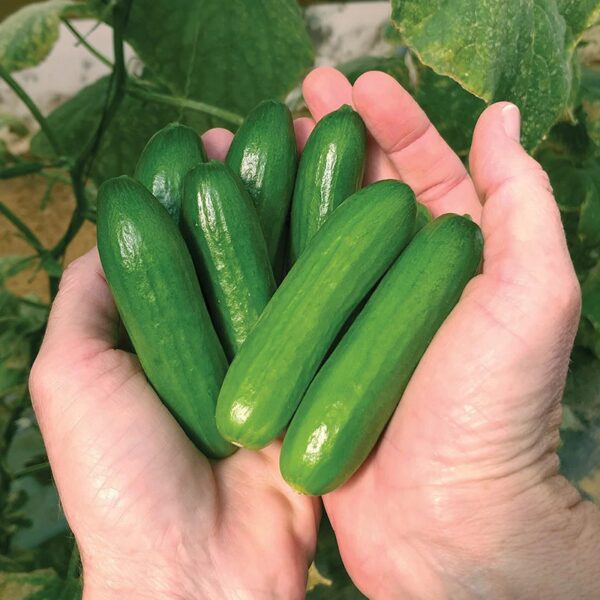 63. Mini Q Cucumber Seedling 迷你黄瓜苗