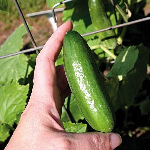 63. Mini Q Cucumber Seedling 迷你黄瓜苗