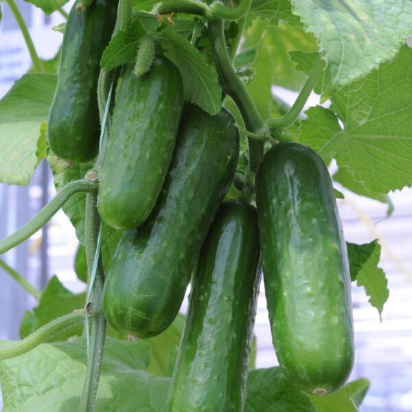 63. Mini Q Cucumber Seedling 迷你黄瓜苗