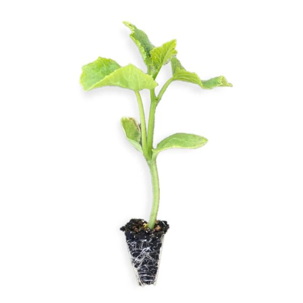 63. Mini Q Cucumber Seedling 迷你黄瓜苗