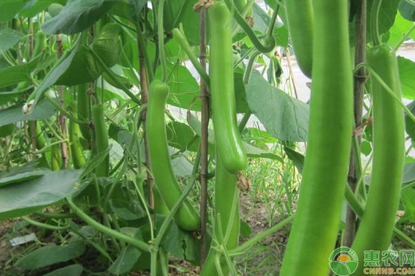 69. Long Opo Seedling 长蒲瓜苗