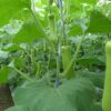 gallery-4