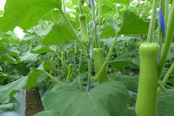 69. Long Opo Seedling 长蒲瓜苗