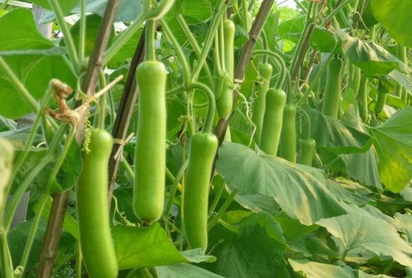69. Long Opo Seedling 长蒲瓜苗