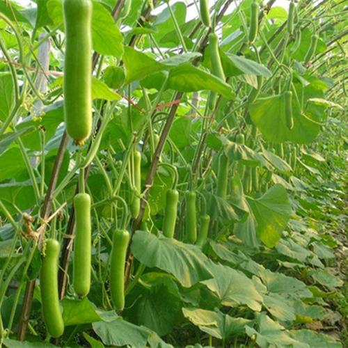 69. Long Opo Seedling 长蒲瓜苗