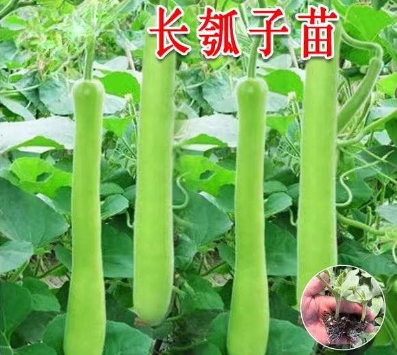 69. Long Opo Seedling 长蒲瓜苗