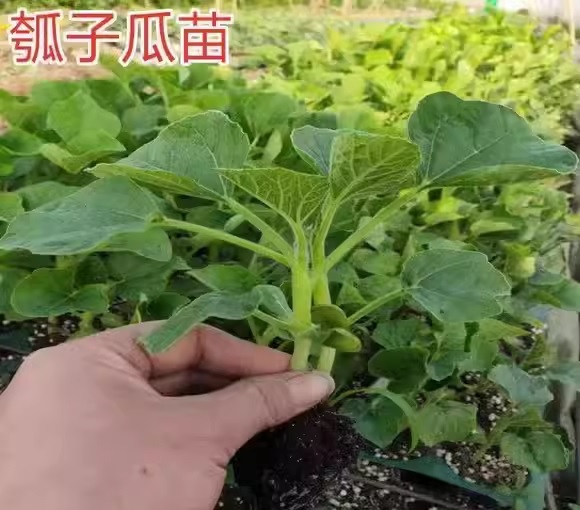 69. Long Opo Seedling 长蒲瓜苗