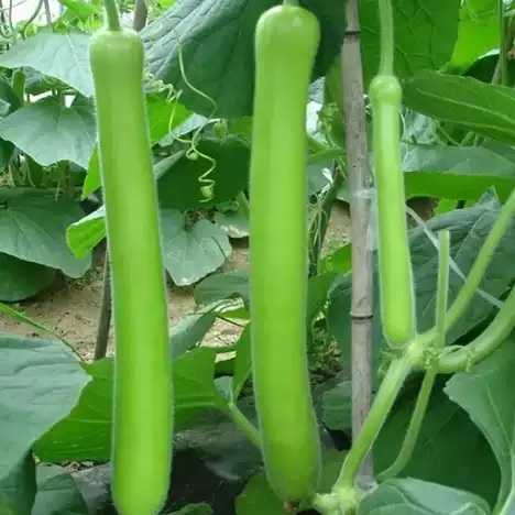 69. Long Opo Seedling 长蒲瓜苗