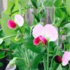 gallery-3