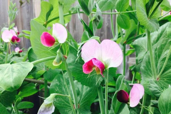 77. Snow Pea Seedling 雪豆苗
