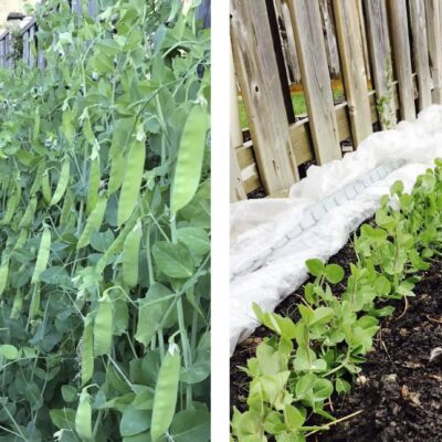 hover-77-snow-pea-%e9%9b%aa%e8%b1%86
