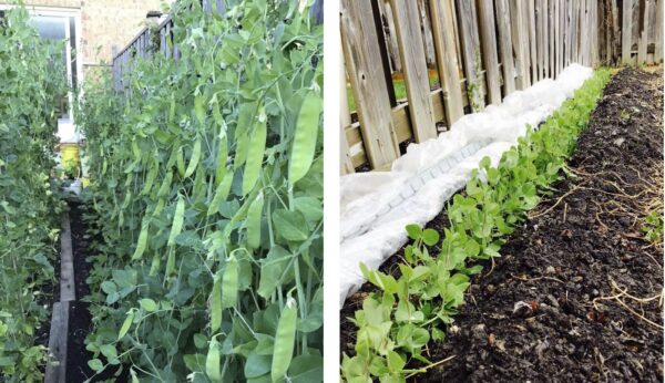 77. Snow Pea Seedling 雪豆苗