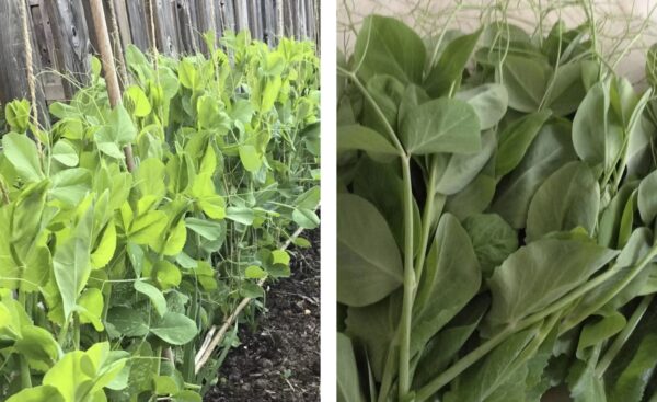 77. Snow Pea Seedling 雪豆苗