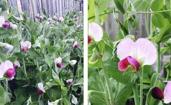 77. Snow Pea Seedling 雪豆苗