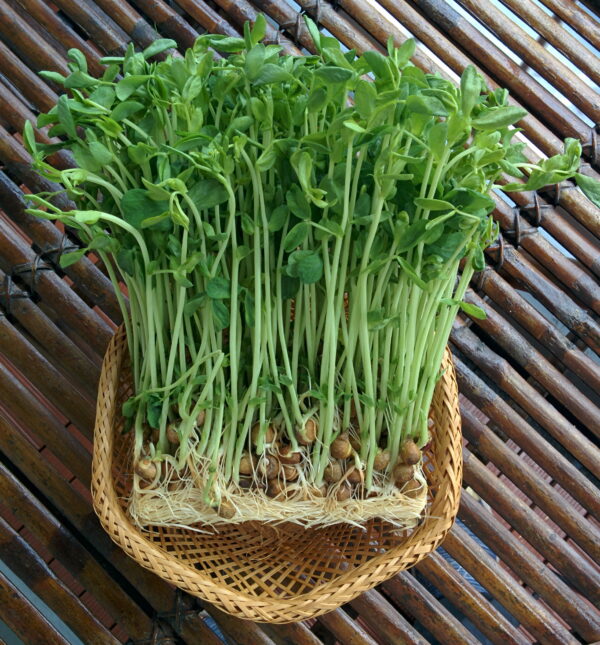 77. Snow Pea Seedling 雪豆苗