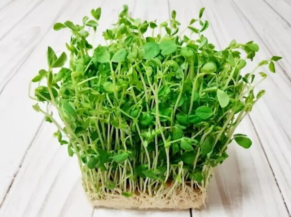 77. Snow Pea Seedling 雪豆苗