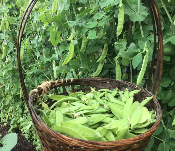 77. Snow Pea Seedling 雪豆苗
