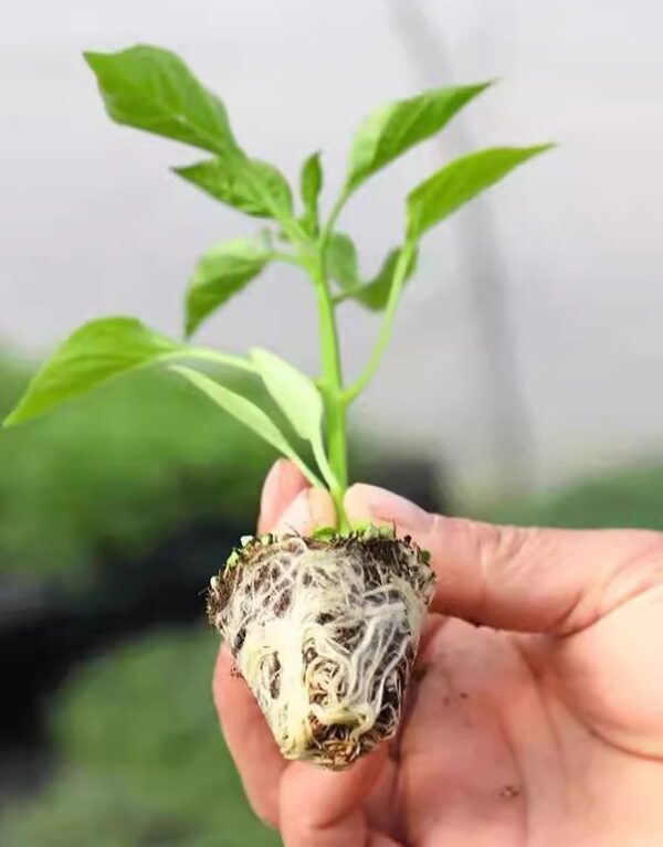54. Green Horn Pepper(green) Seedling 青牛角椒苗