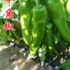 gallery-0