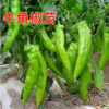 gallery-3