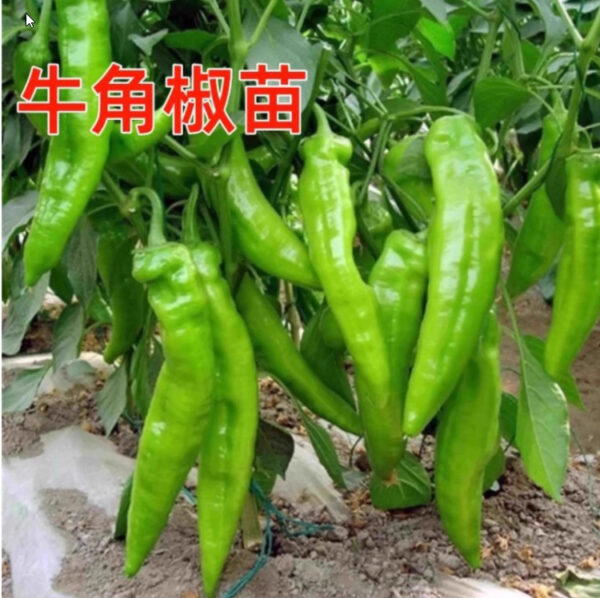 54. Green Horn Pepper(green) Seedling 青牛角椒苗