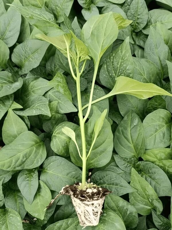 54. Green Horn Pepper(green) Seedling 青牛角椒苗