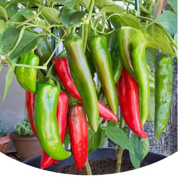 54. Green Horn Pepper(green) Seedling 青牛角椒苗